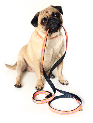 Closeup of a Pug holding a leash in her mouth.